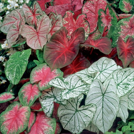 Van Zyverden Caladiums Fancy Leaf Mixed Set of 12 Bulbs Green Partial Shade Deer Resistant 3 lb