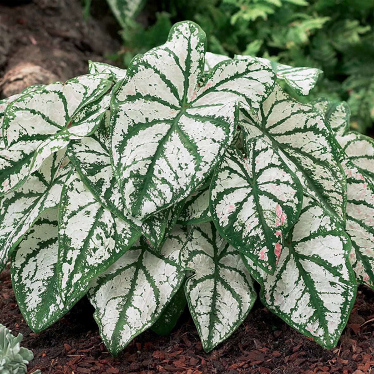 Van Zyverden Caladiums Fancy Leaf White Christmas Set of 3 Bulbs White ...