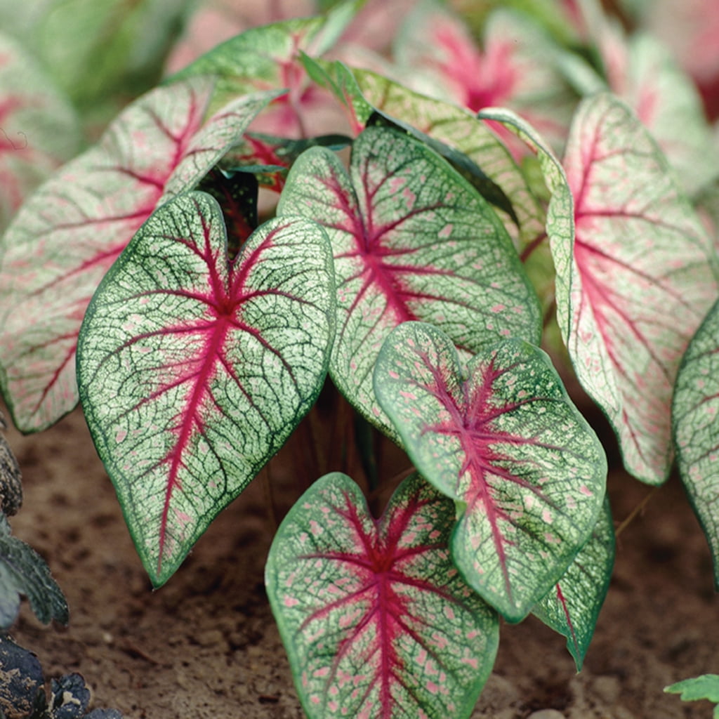 Van Zyverden Caladiums Fancy Leaf White Queen Set of 6 Bulbs Green Part