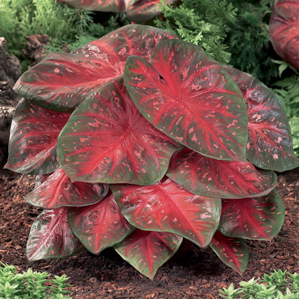 Van Zyverden Caladiums Plant Bulbs (6 Count)