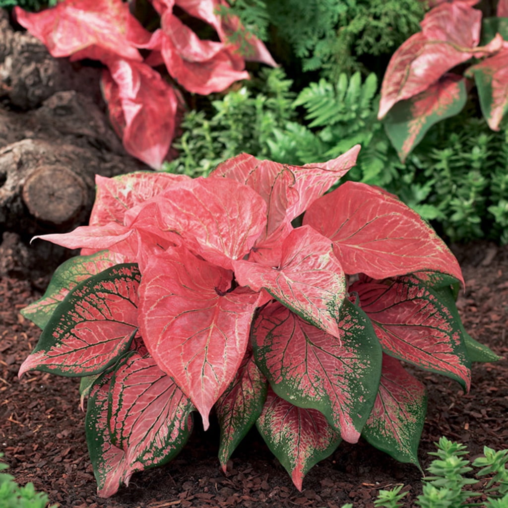 Van Zyverden Caladiums Strap Leaf Pink Symphony 6 Bulbs Pink Partial