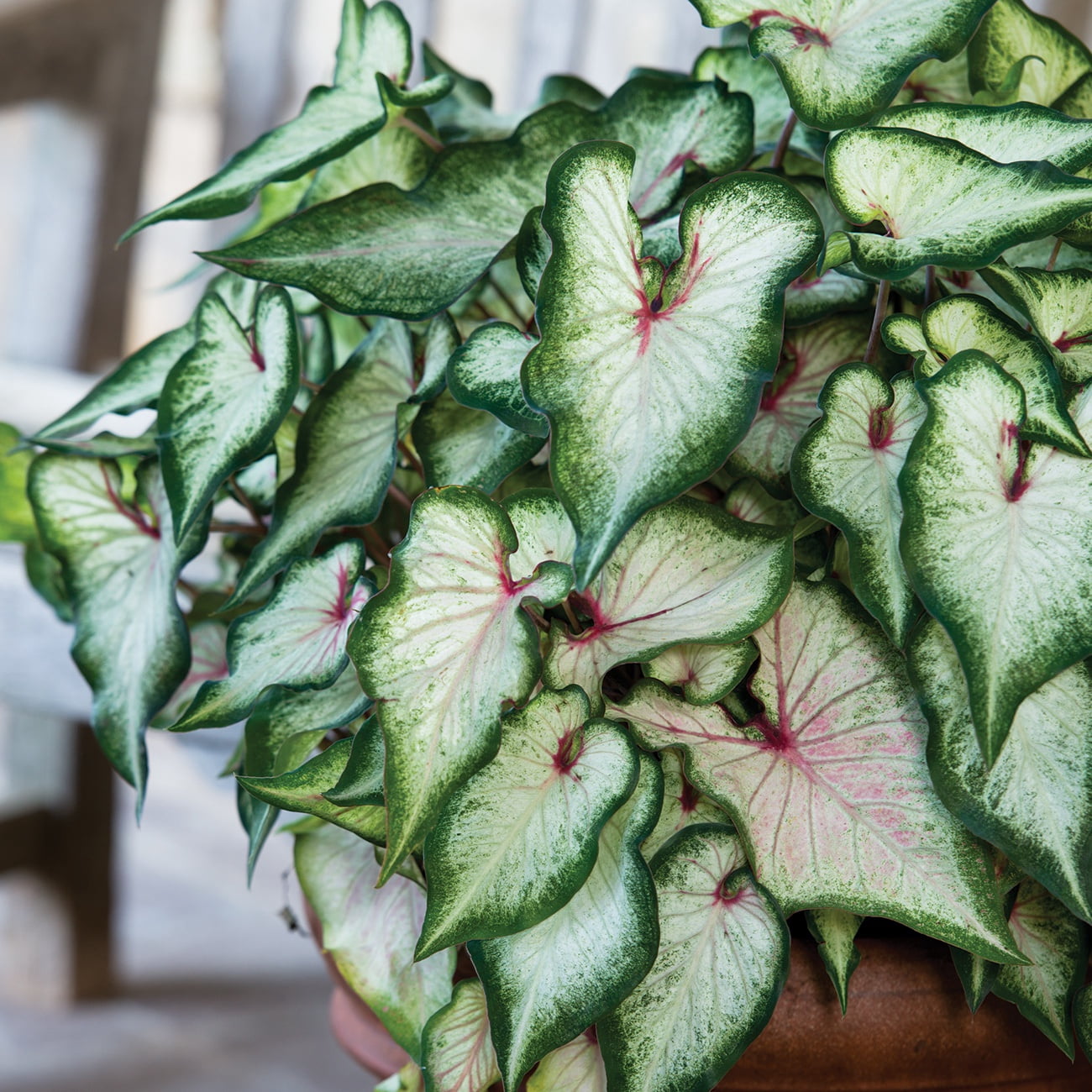 Van Zyverden Caladiums Strap Leaf White Wonder Set of 3 Bulbs Multicolor Full Shade