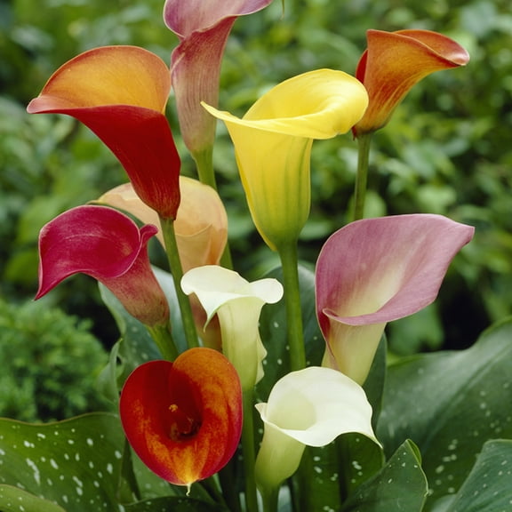 Van Zyverden Callas Mixed Colors Set of 8 Bulbs Multicolor Partial Sun Easy to Grow 1 lb