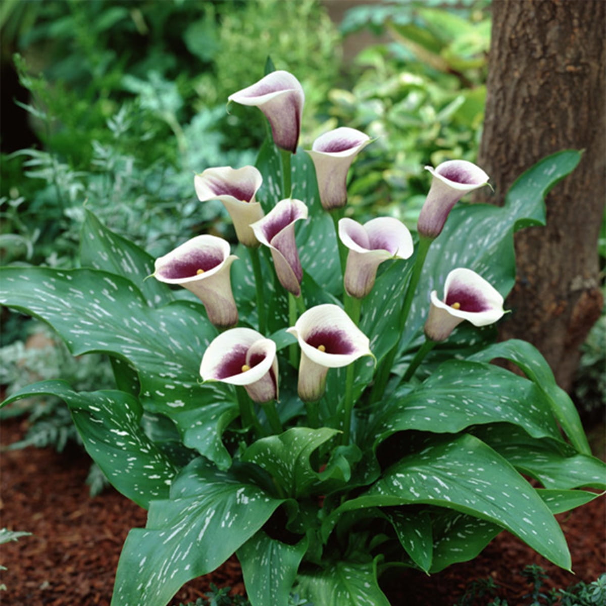 Van Zyverden Callas Picasso Set of 5 Bulbs Multicolor Partial Sun Easy to Grow 1 lb