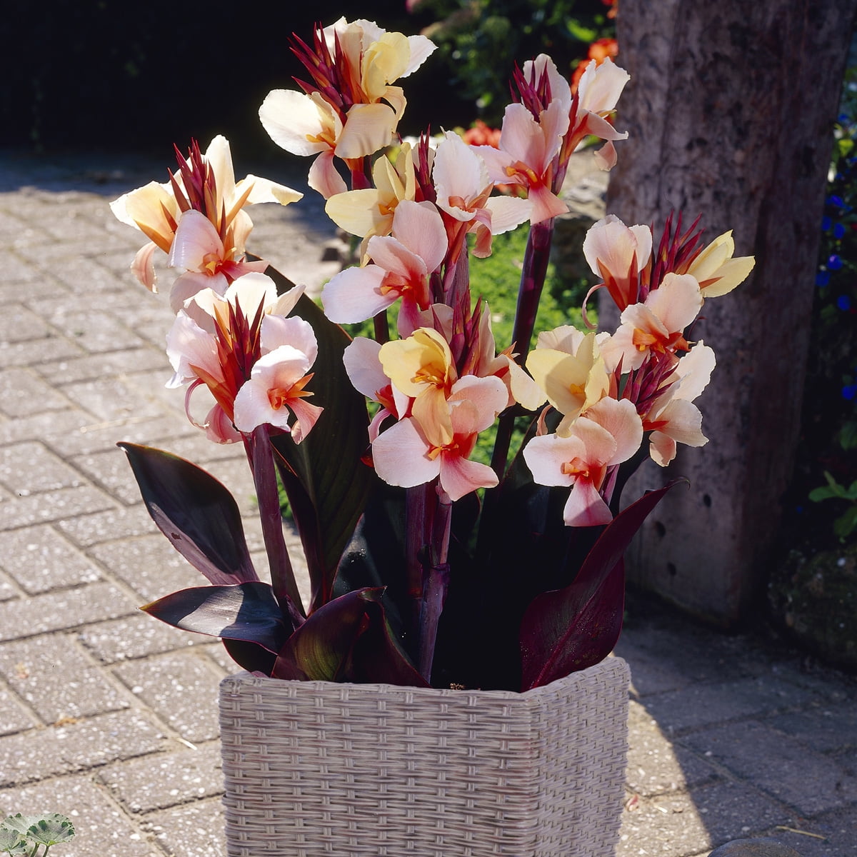 Van Zyverden Canna Angel Martin Patio Kit with Decorative Rattan Planter Planting Medium and 3 Roots Orange Full Sun Annual Deer Resistant