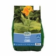 thumbnail image 1 of Expert Gardener Canna Pretoria (Set of 2 Dormant Bulbs) Full Sun, Orange, Annual, 1 of 8