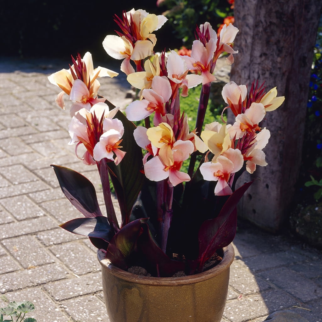 Van Zyverden Cannas Angel Martin Set of 5 Bulbs Orange Full Sun Annual Easy to Grow