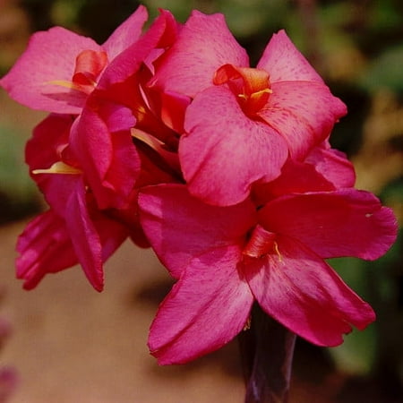 Van Zyverden Cannas Dwarf Pink Futurity 6 Bulbs Pink Full Sun Annual Deer Resistant