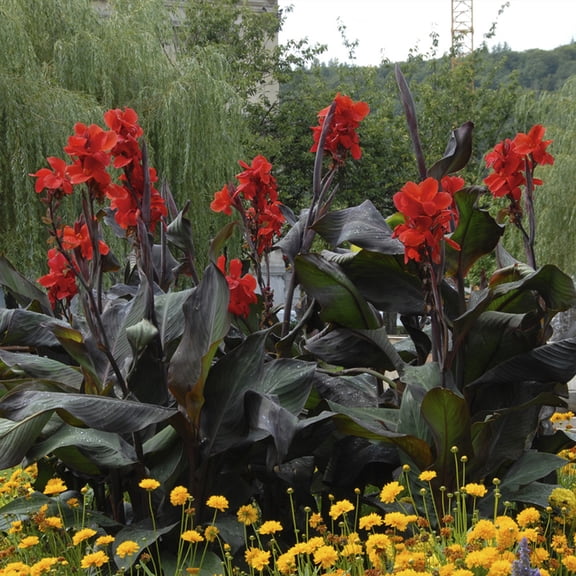 Van Zyverden Cannas Giant Black Knight, 1 Bulb, Black, Full Sun, Annual, Deer Resistant