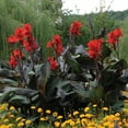 thumbnail image 1 of Van Zyverden Cannas Giant Black Knight Set of 6 Bulbs Purple Full Sun Easy to Grow, 1 of 7