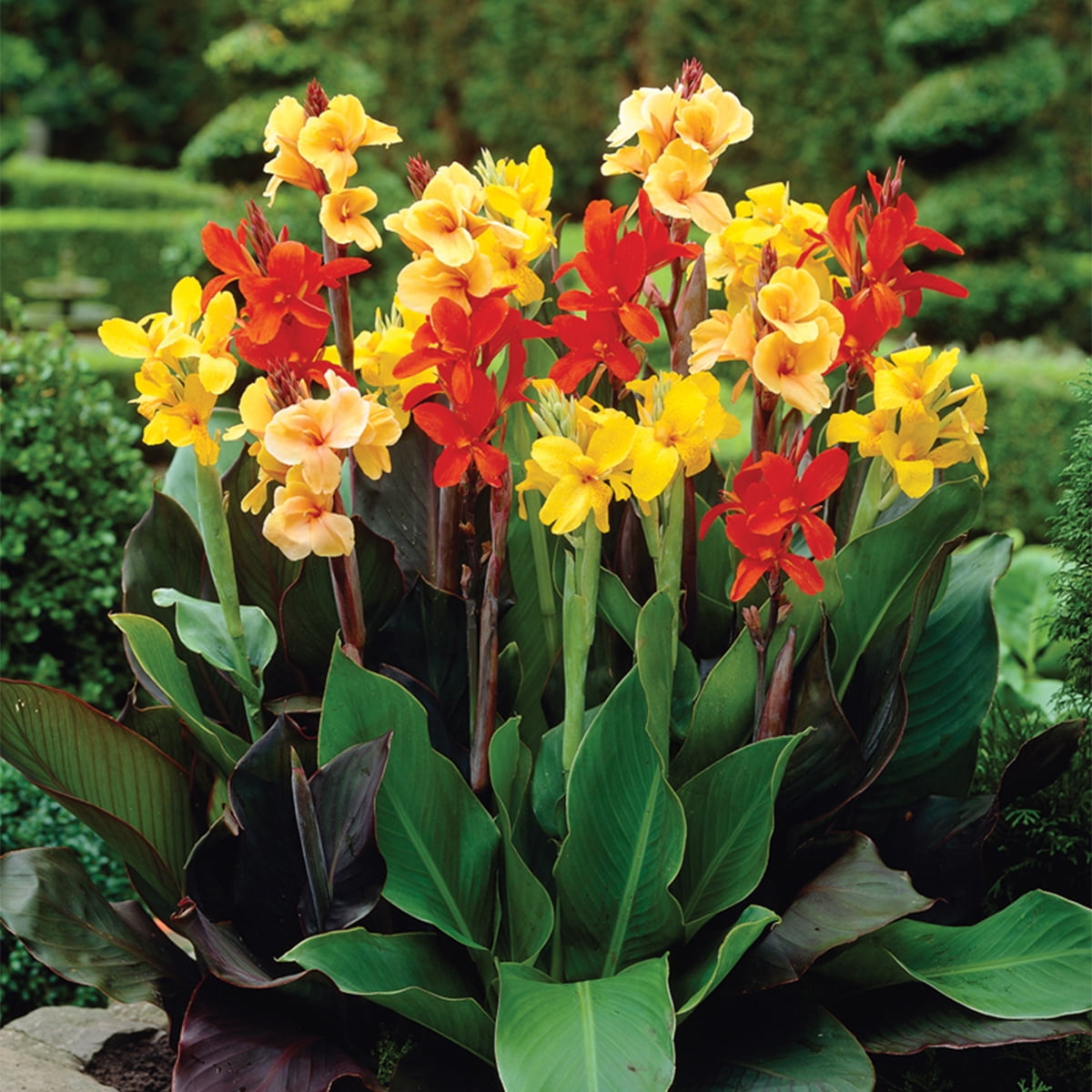 Van Zyverden Cannas Giant Tall Mixed Set of 12 Bulbs Multicolor Partial Sun Deer Resistant 3 lb