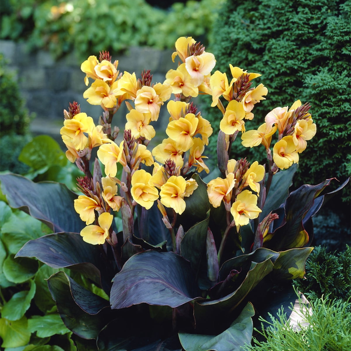 Van Zyverden Cannas Louis Cottin Set of 5 Bulbs Yellow Full Sun Deer Resistant
