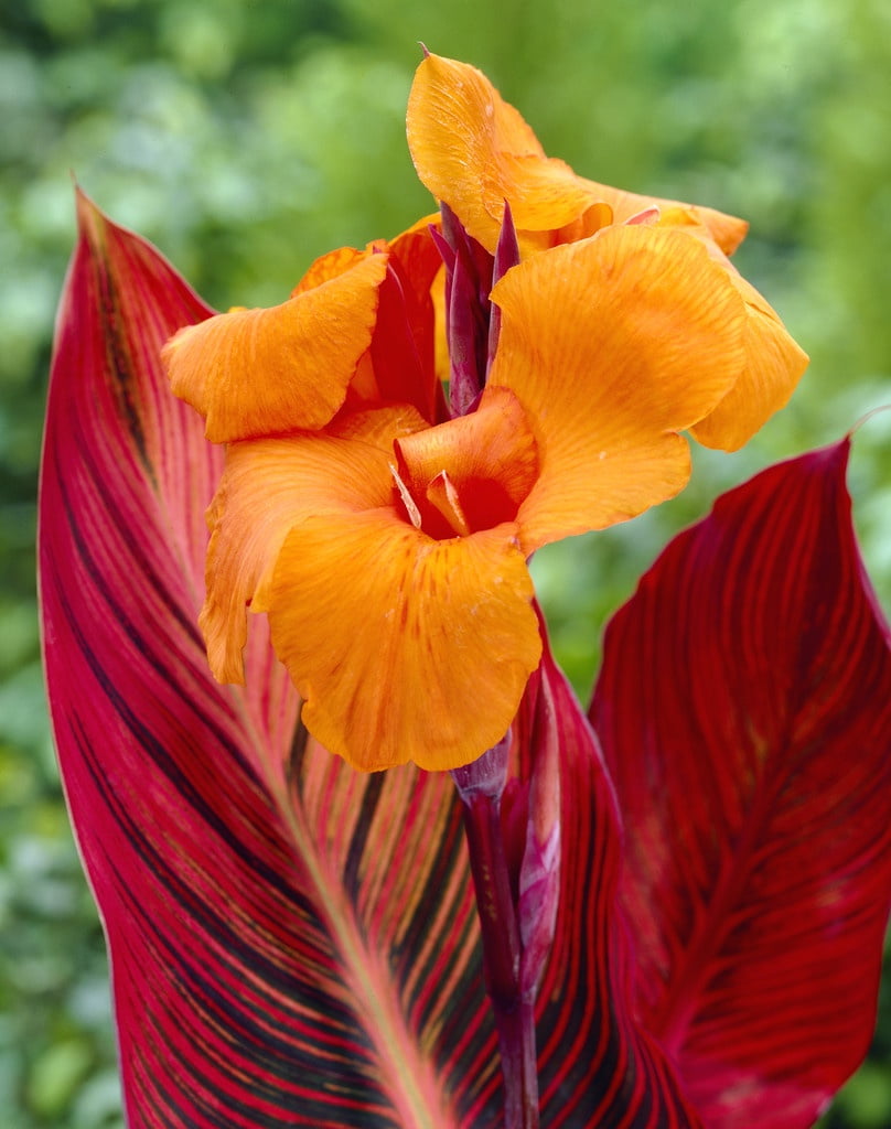 Van Zyverden Cannas Phaison Set of 3 Bulbs Orange Full Sun