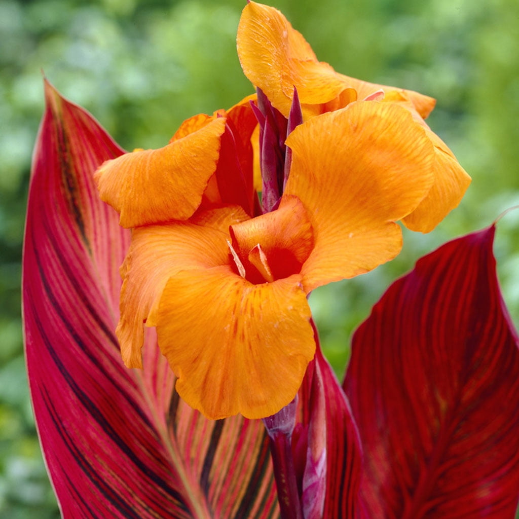Van Zyverden Cannas Phaison Set of 6 Bulbs Orange Full Sun Deer Resistant