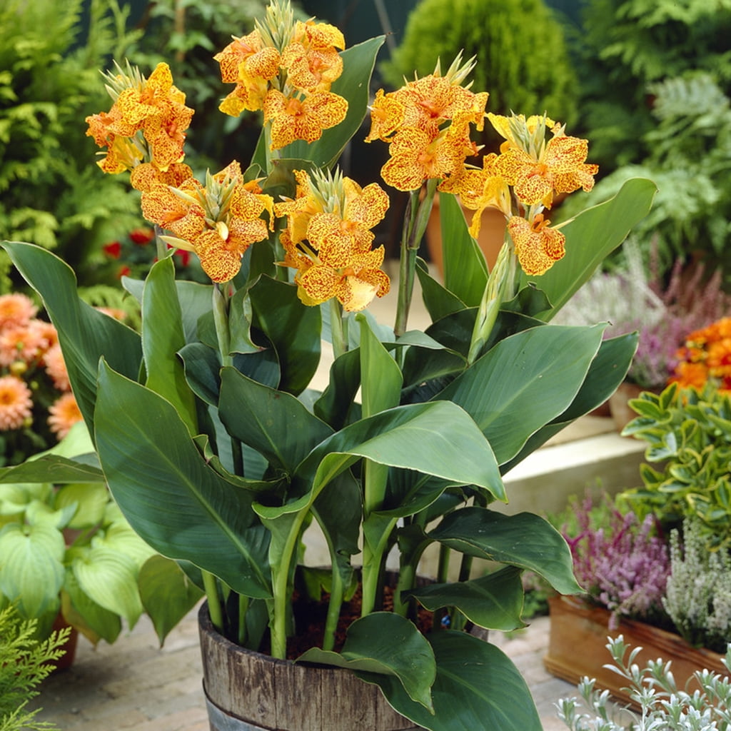 Van Zyverden Cannas Picasso Set of 5 Bulbs Multicolor Full Sun Deer Resistant