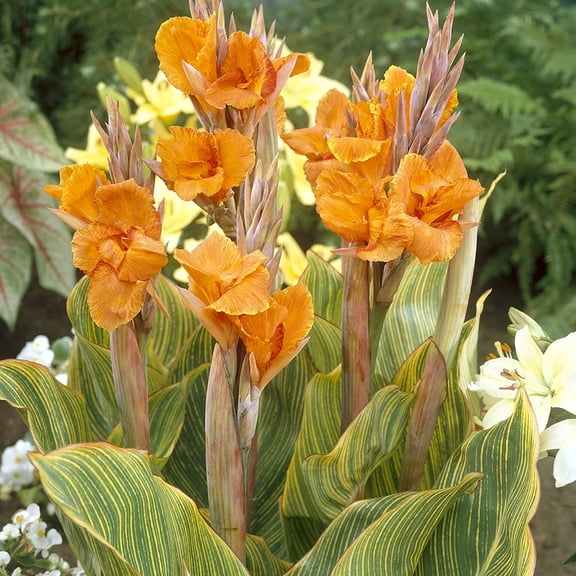 Van Zyverden Cannas Pretoria Set of 5 Bulbs Orange Full Sun Easy to Grow