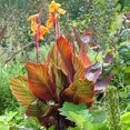 thumbnail image 1 of Van Zyverden Cannas Tropicanna®, 3 Bulbs, Orange, Full Sun, Annual, Deer Resistant, 1 of 10