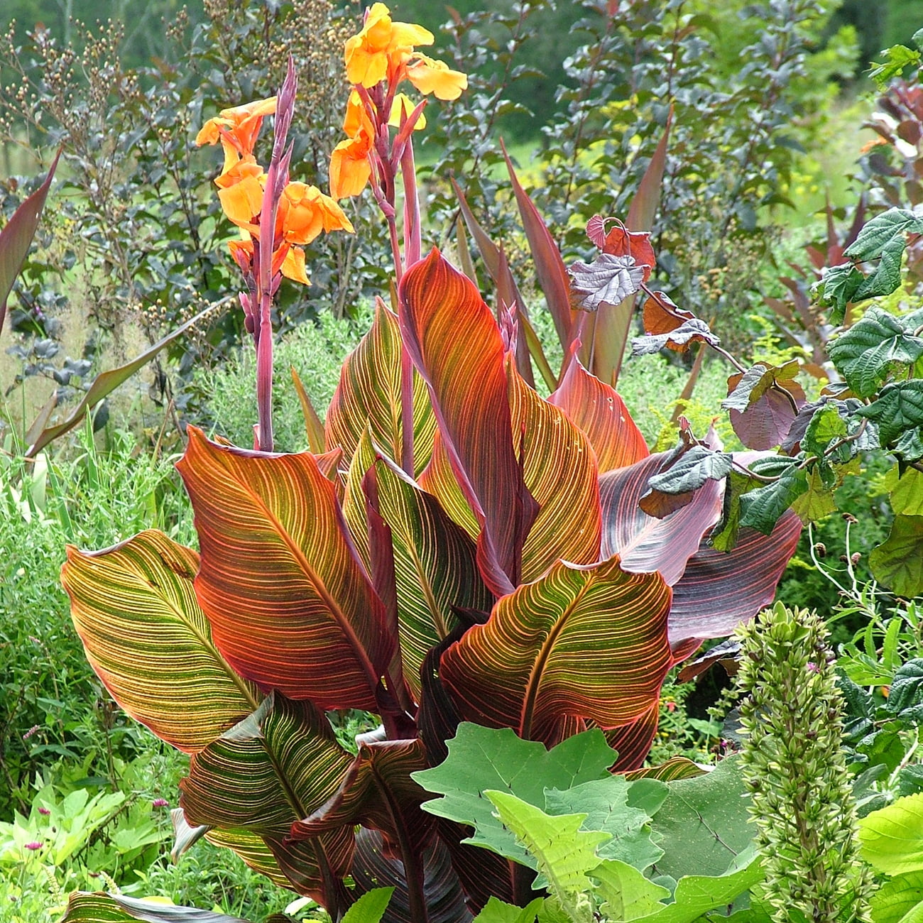Van Zyverden Cannas Tropicanna®, 6 Bulbs, Orange, Partial Sun, Perennial, Deer Resistant, 2lbs