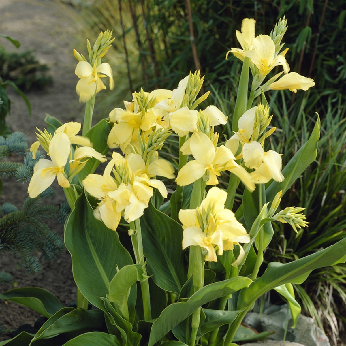 Van Zyverden Cannas Yellow King Humbert Set of 5 Bulbs Yellow Full Sun Easy to Grow