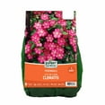 thumbnail image 1 of Expert Gardener Clematis City of Lyon (1 Dormant Bare Plant Root) Partial Sun, Pink, Perennial, 1 of 9