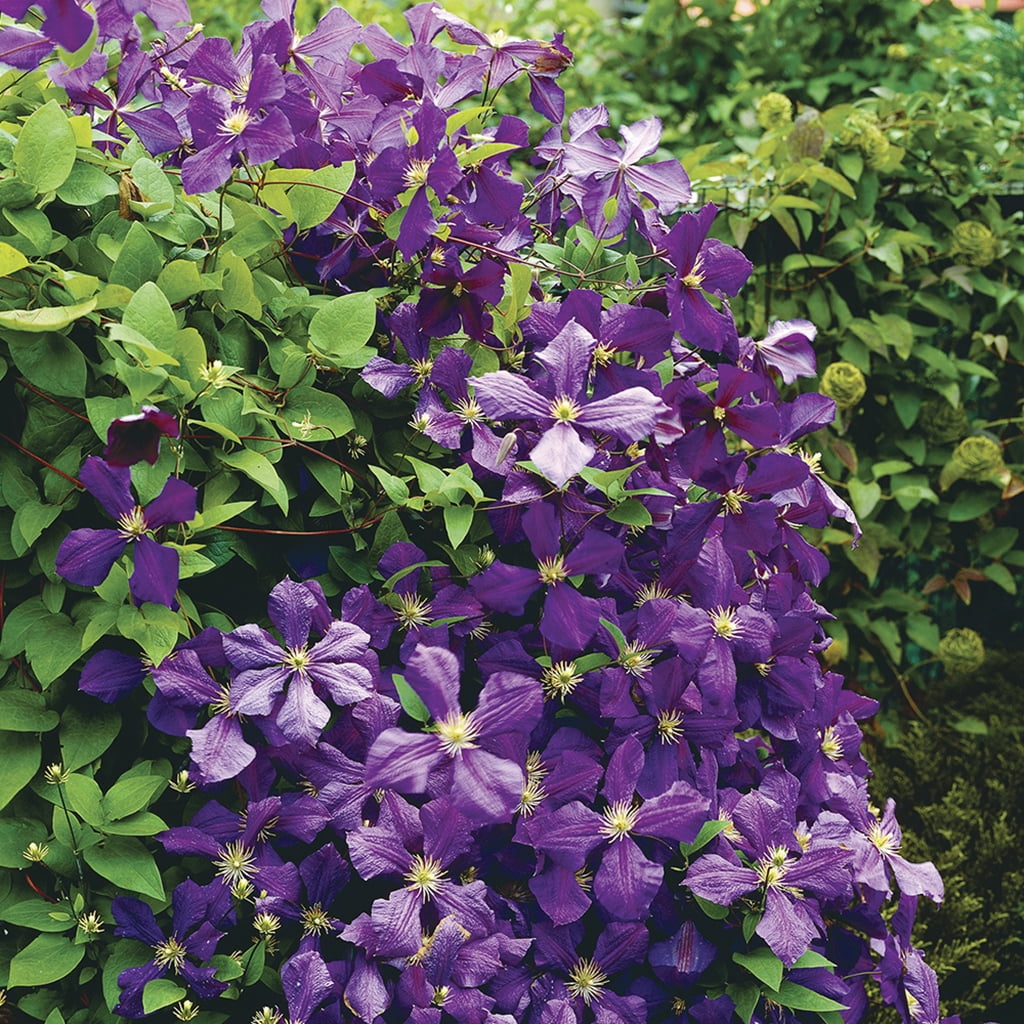 Van Zyverden Clematis Jackmanii Set of 1 Plant Purple Partial Sun