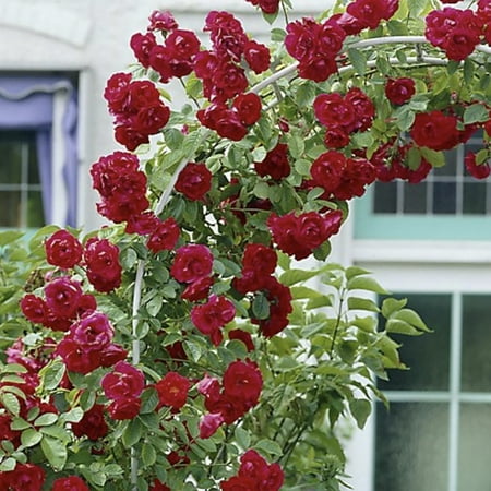 Van Zyverden Climbing Rose Cl Blaze 1 Plant Root Stock Red Partial Sun Flowering 3 lbs