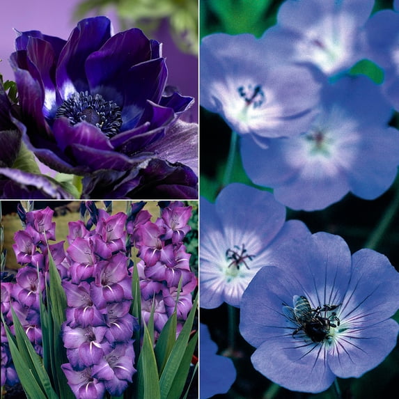 Van Zyverden Color Your Garden Blue Collection Set of 38 Bulbs Blue ...