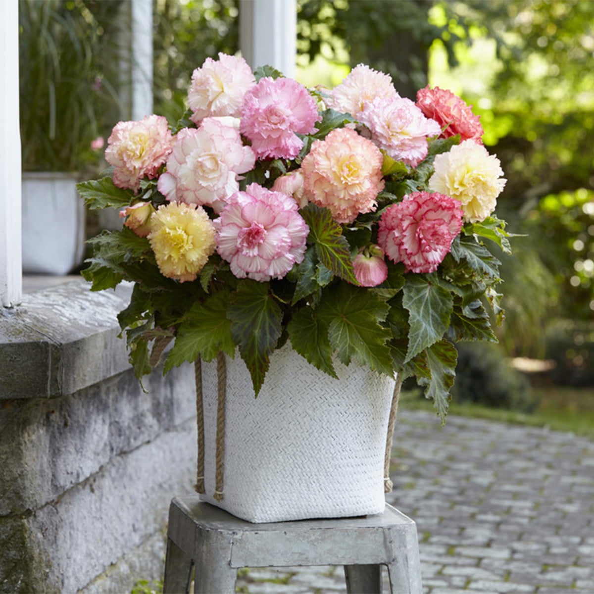 Van Zyverden Container Begonias Double Pastel Mixed Set of 5 Bulbs