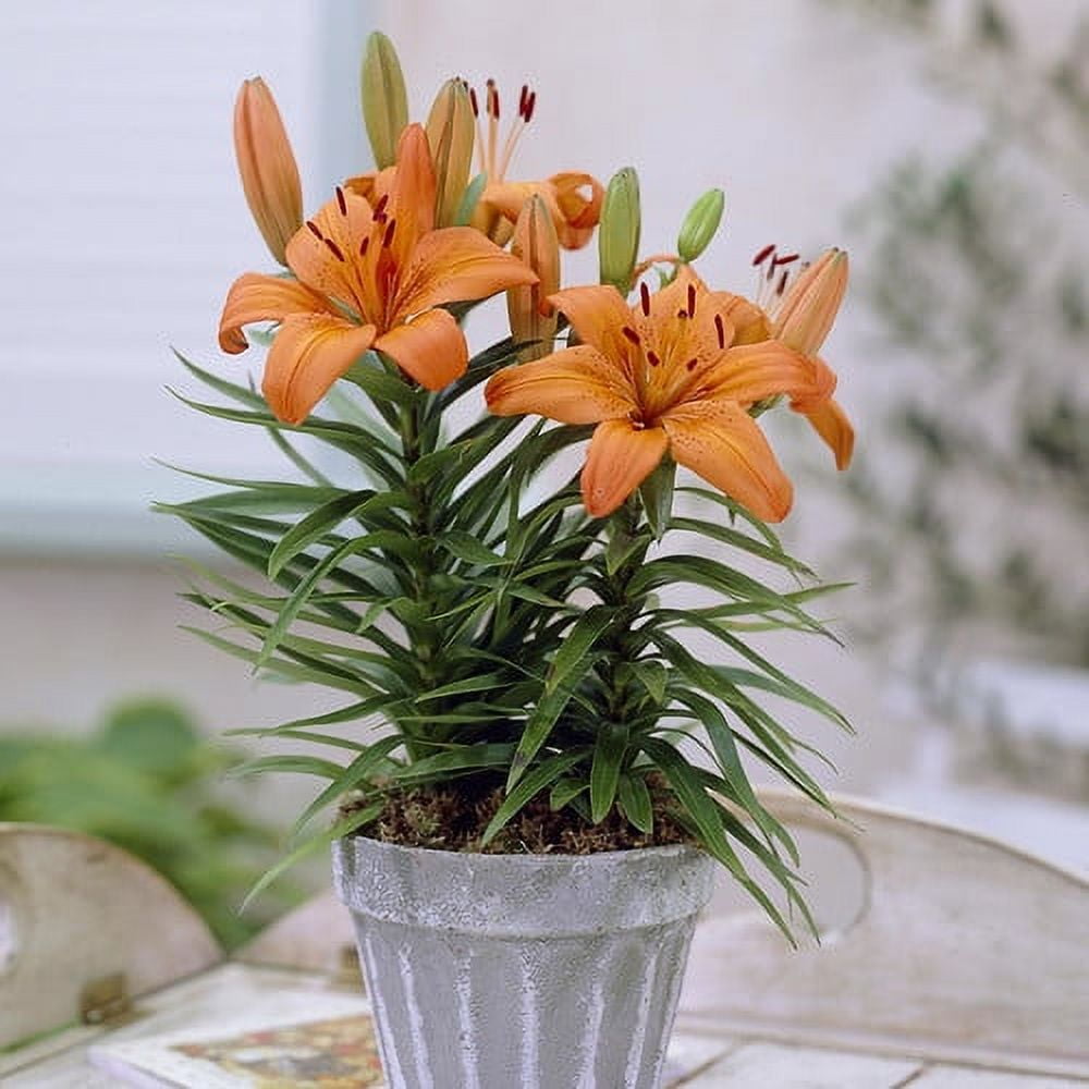 Van-Zyverden-Container-Lilies-