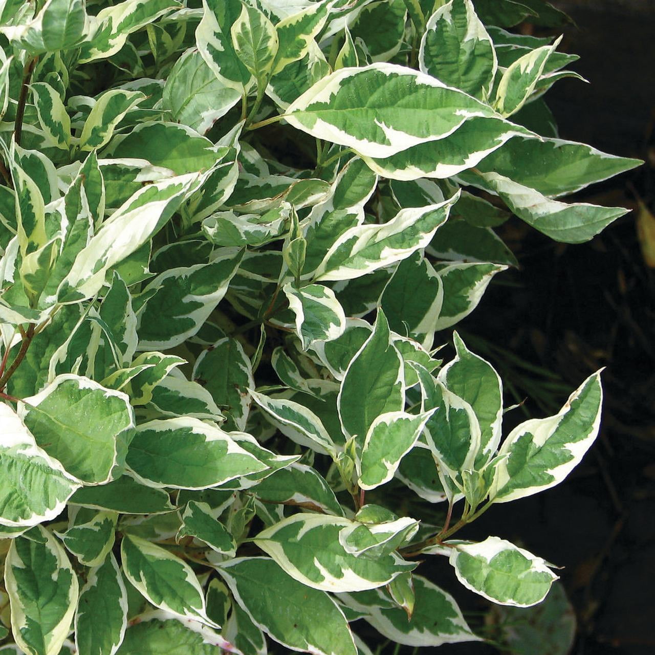 Ivory Halo Dogwood Shrub with Variegated Leaves in 4-Inch Container
