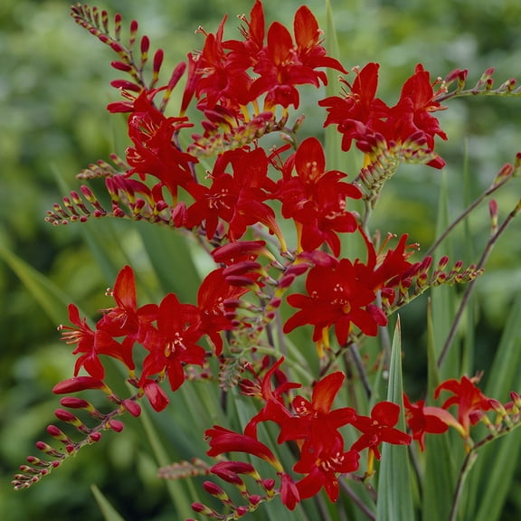 Van Zyverden Crocosmia Lucifer Set of 25 Bulbs Red Partial Sun Fragrant 1 lb