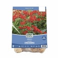 thumbnail image 1 of Expert Gardener Crocosmia Lucifer Set of 25 Bare Root Plants, 1 of 8