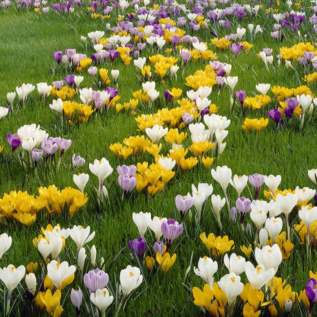 Van Zyverden Crocus Large Flowering Blend 25 Bulbs Multicolor Partial Sun Perennial Easy to Grow 1 lb