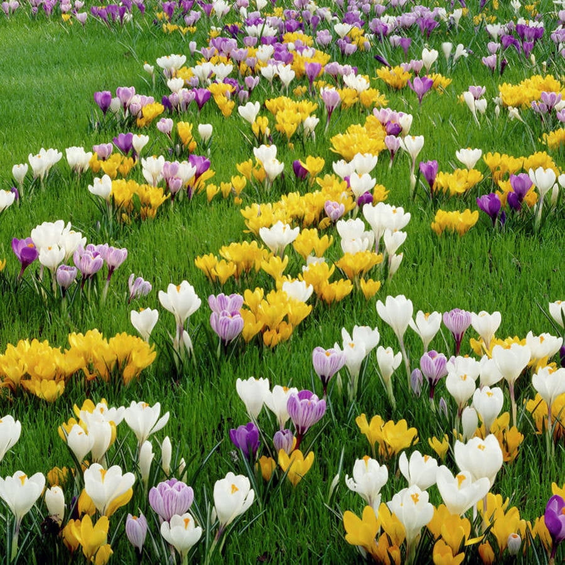 Van Zyverden Crocus Large Flowering Blend Set of 100 Bulbs Multicolor Partial Sun Perennial Easy to Grow 3 lbs