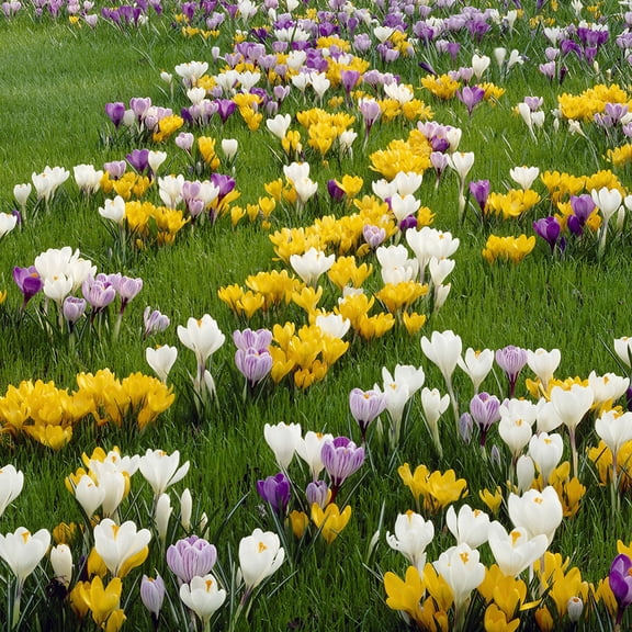 Van Zyverden Crocus Large Flowering Blend Set of 75 Bulbs Multi-Color Part Sun