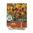 thumbnail image 1 of Van Zyverden's Crocus Orange Monarch (Set of 15 Dormant Bulbs) Full Sun, Orange, Annual, 1 of 10
