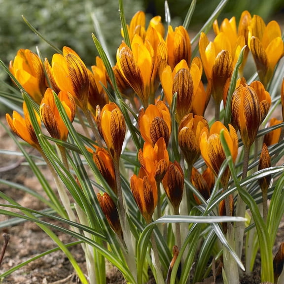 Van Zyverden Crocus Orange Monarch Set of 25 Bulbs Orange Part Sun