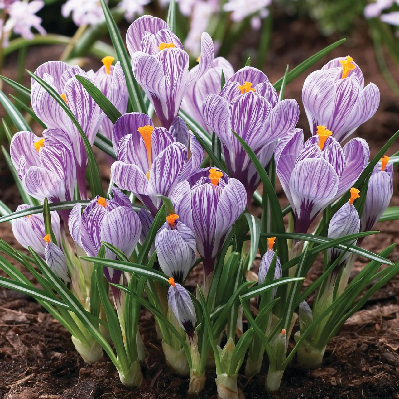 Van Zyverden Crocus Pickwick Dormant Flower Bulbs, Full Sun, Multicolor