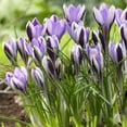 thumbnail image 1 of Van Zyverden Crocus Spring Beauty Set of 25 Bulbs Purple Part Sun, 1 of 6