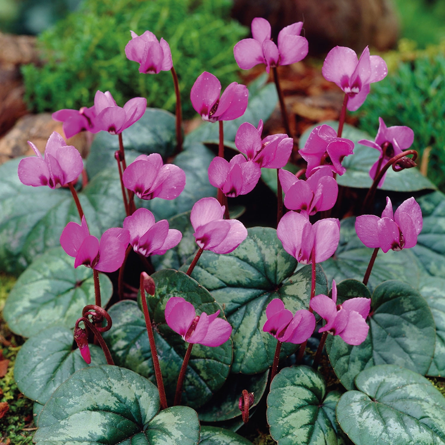Van Zyverden Cyclamen Hederifolium Neapolitanum, Dormant Bulb, Full