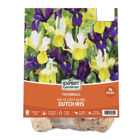 Expert Gardener Dutch Iris Ray of Light Blend, Plant Bulbs (16 Dormant Bulbs)