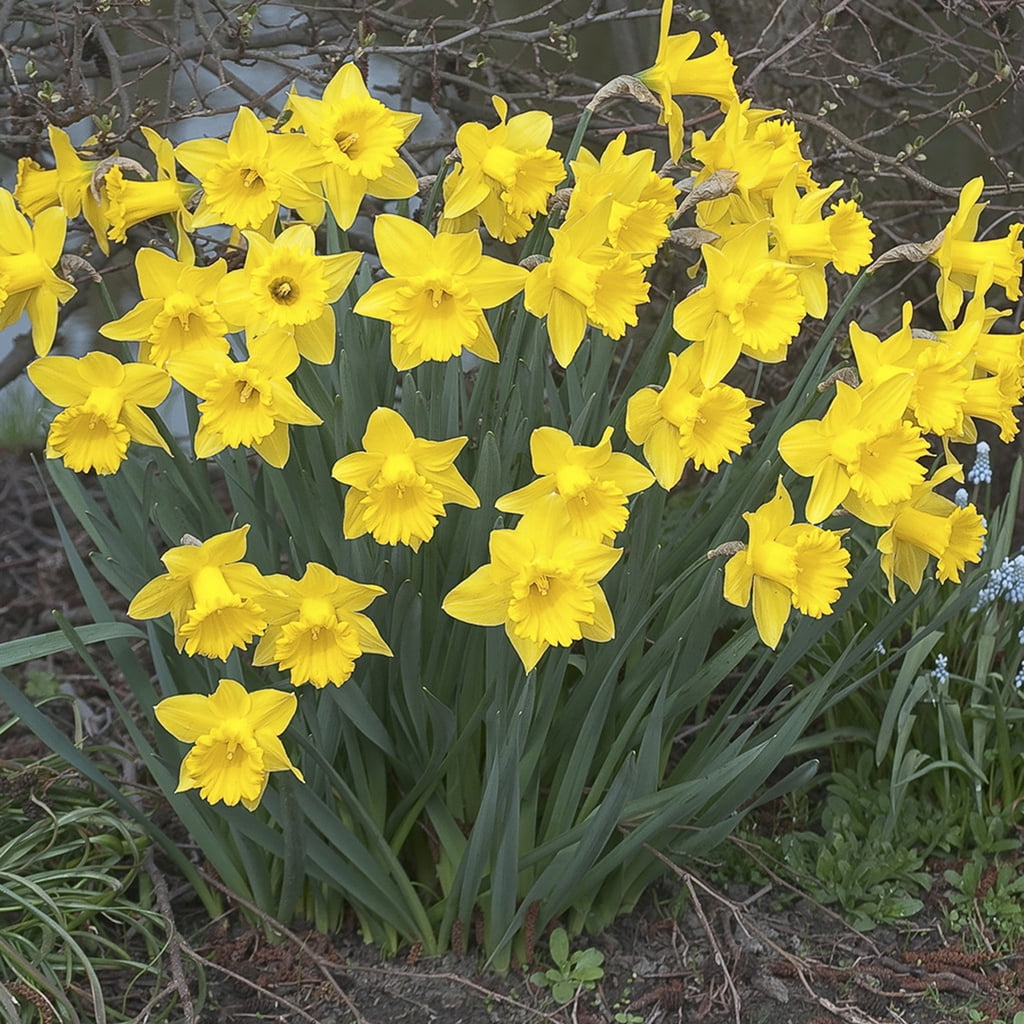 Van Zyverden Daffodils Dutch Master 100 Bulbs Yellow Partial Sun Perennial Deer Resistant 12 lbs