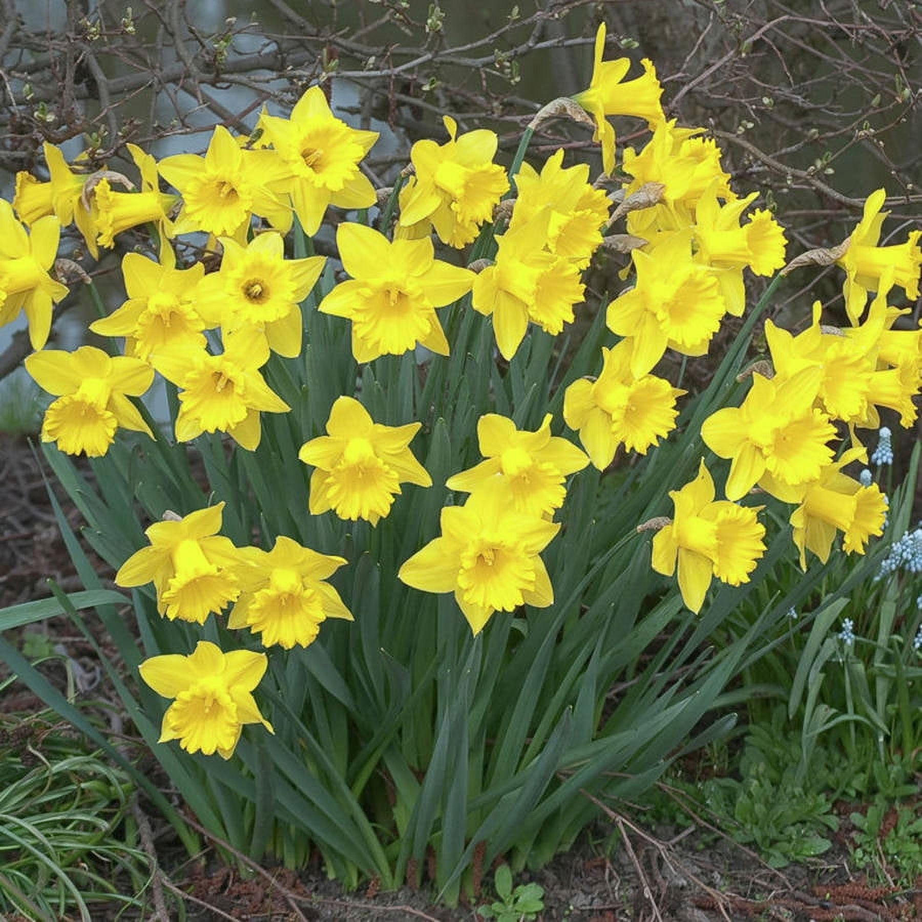 Van Zyverden Daffodils, Dutch Master, Set of 15 Bulbs Yellow Part Sun