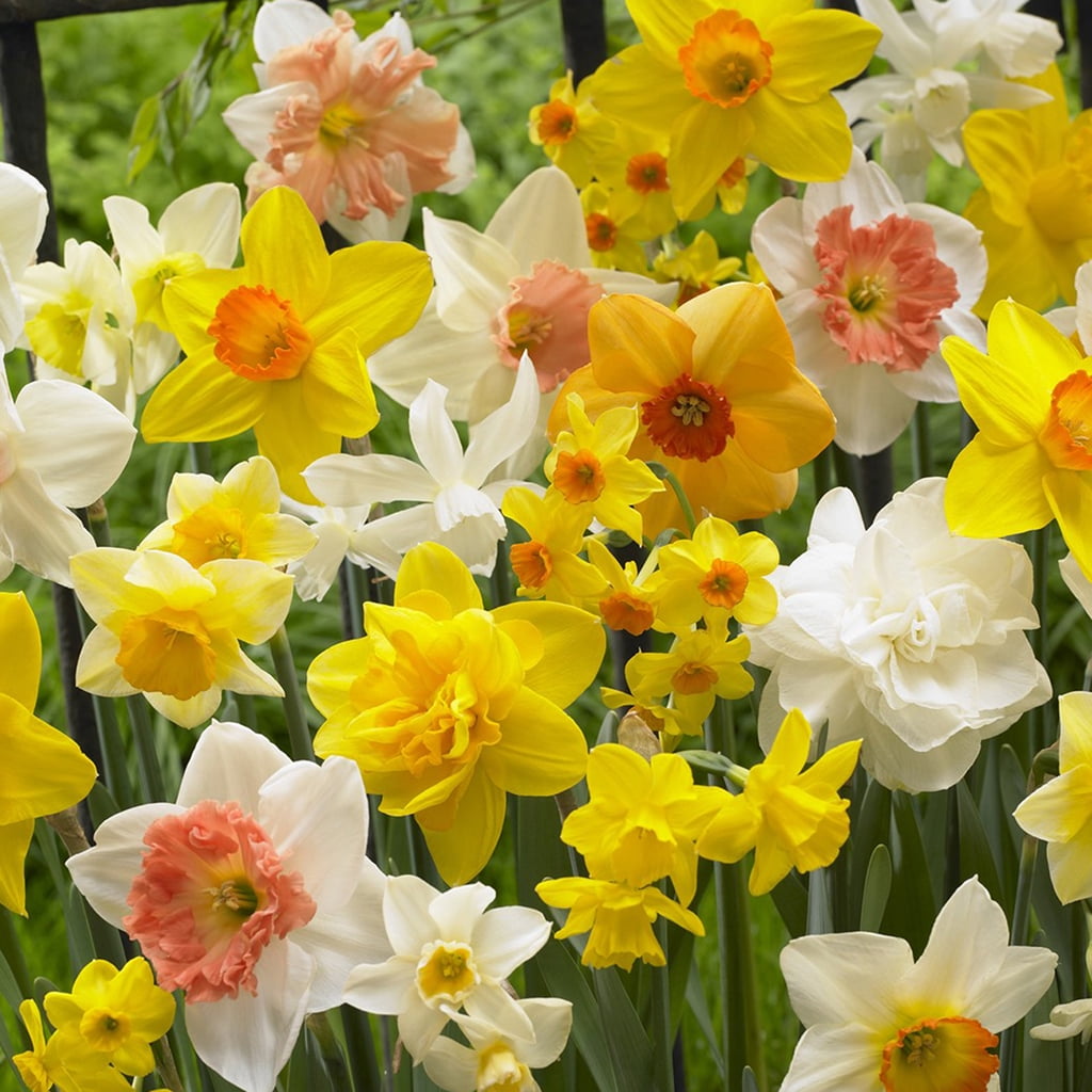 Van Zyverden Daffodils Gardening With Children Mixture Set of 25 Bulbs Mixed Partial Sun Perennial Deer Resistant 4 lbs