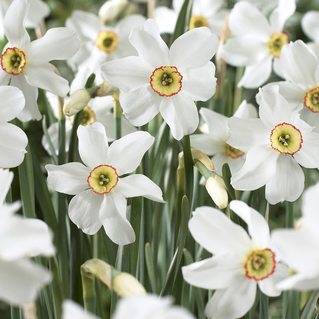 Van Zyverden Daffodils Pheasant's Eye Set of 12 Bulbs Multi-Color Part Sun