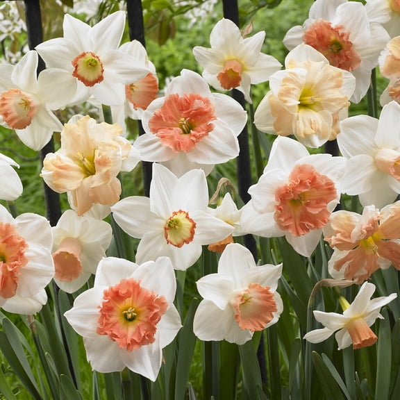 Van Zyverden Daffodils Pink Mixture Set of 50 Bulbs Pink Part Sun