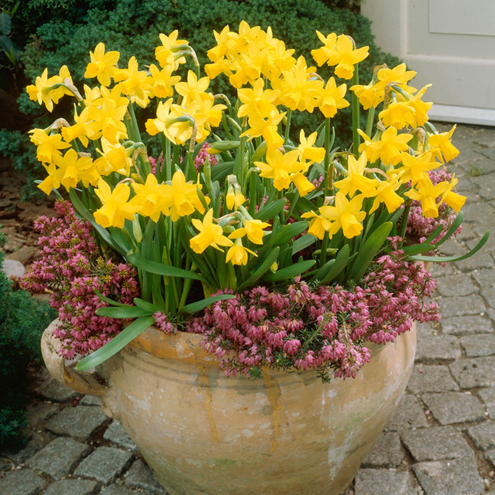 Van Zyverden Daffodils Tete A Tete For Containers 25 Bulbs Yellow Partial Sun Perennial Fragrant 3 lbs