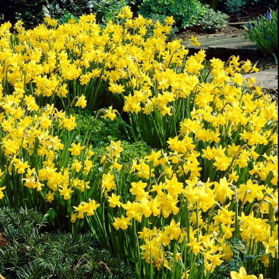 Van Zyverden Daffodils Tete A Tete Set of 25 Bulbs Yellow Part Sun