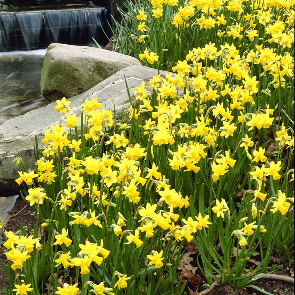 Van Zyverden Daffodils Tete A Tete Set of 6 Bulbs Yellow Partial