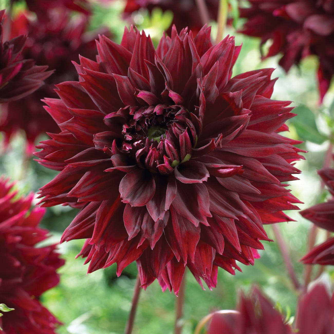 Flower Dahlia Black